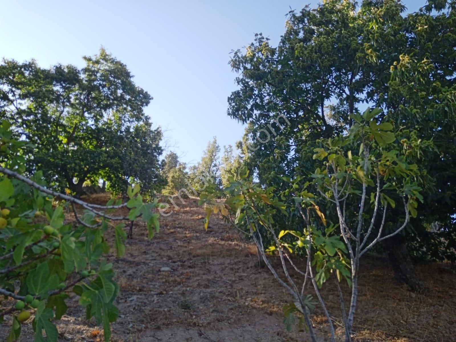 Nazilli Bekirler Köyünde Satılık İncir Bahçesi - Görsel 14