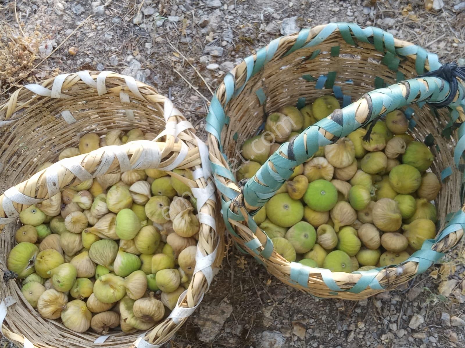 Nazilli Bekirler Köyünde Satılık İncir Bahçesi - Görsel 19