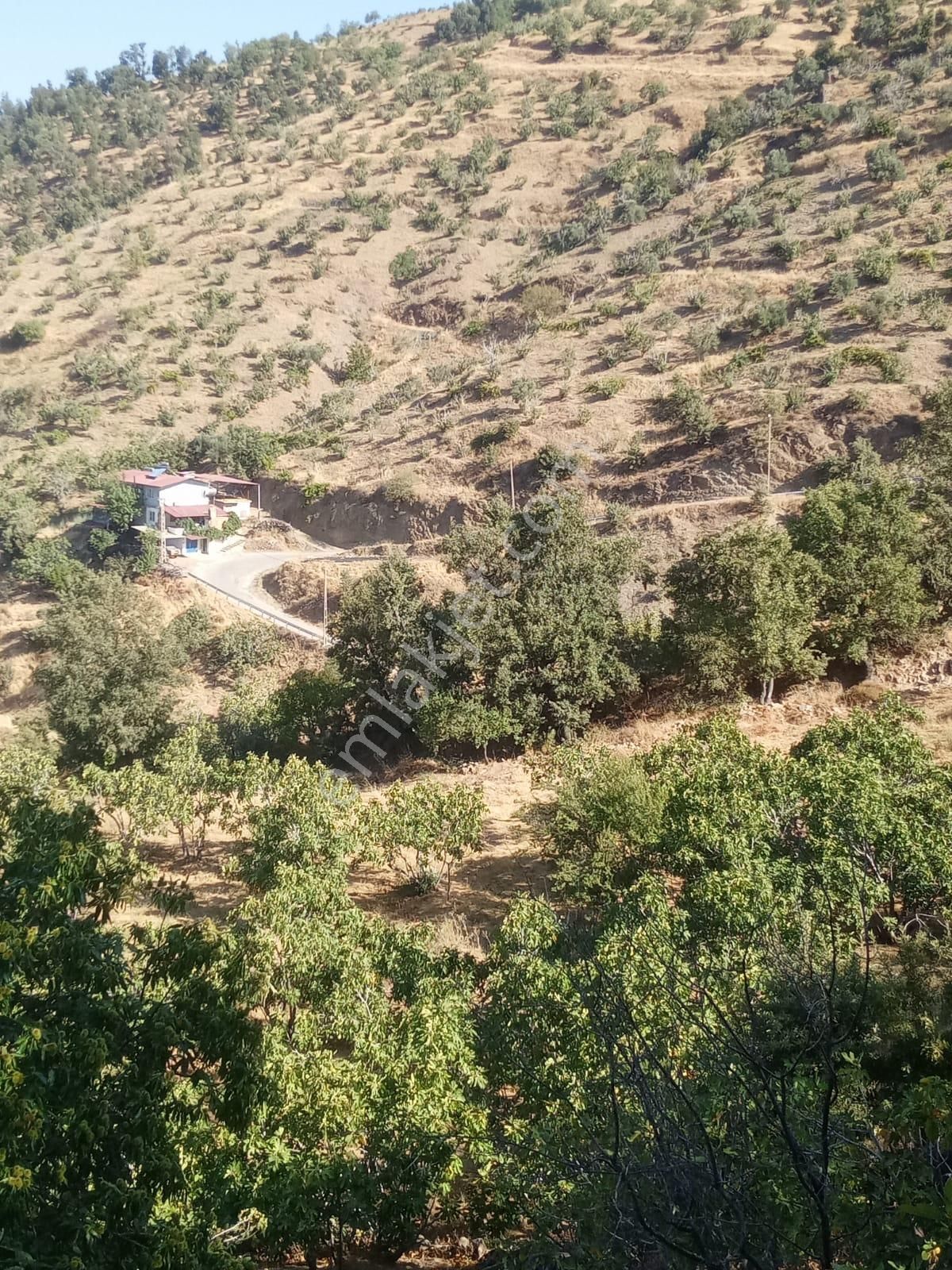 Nazilli Bekirler Köyünde Satılık İncir Bahçesi - Görsel 11