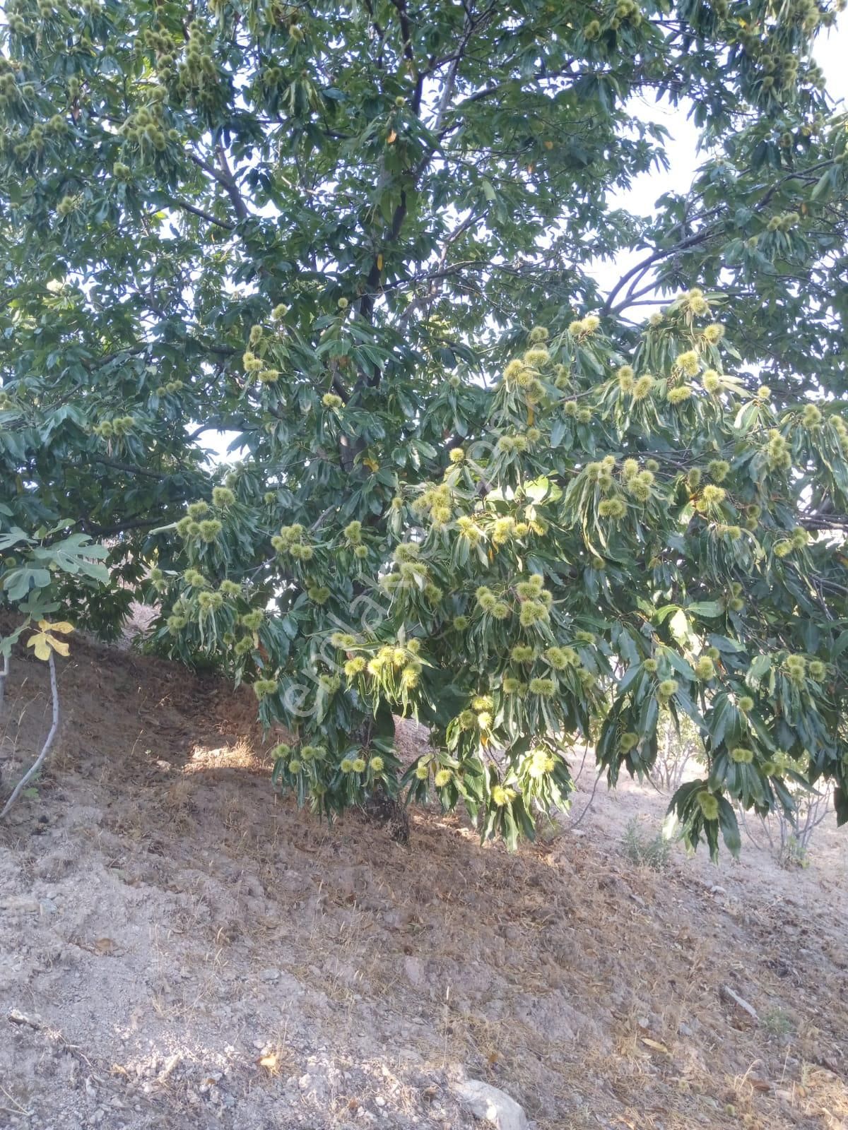 Nazilli Bekirler Köyünde Satılık İncir Bahçesi - Görsel 12