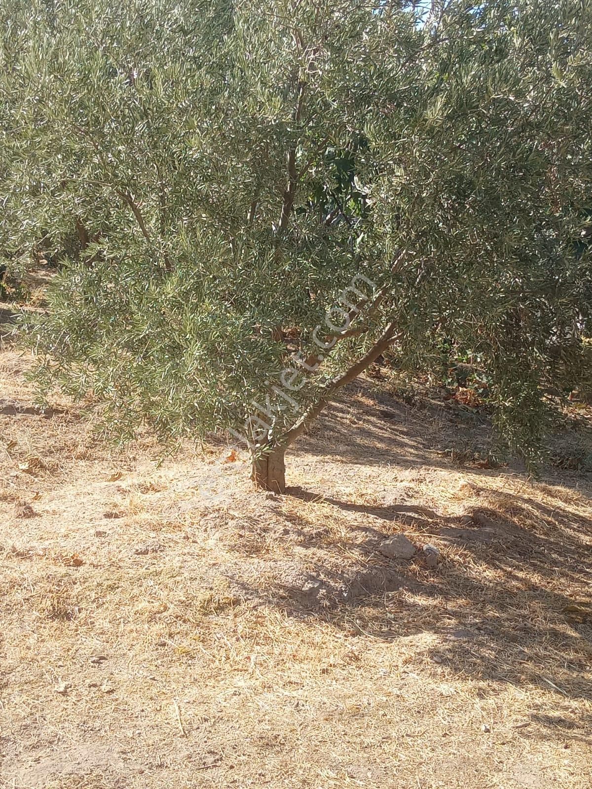 Nazilli Bekirler Köyünde Satılık İncir Bahçesi - Görsel 9