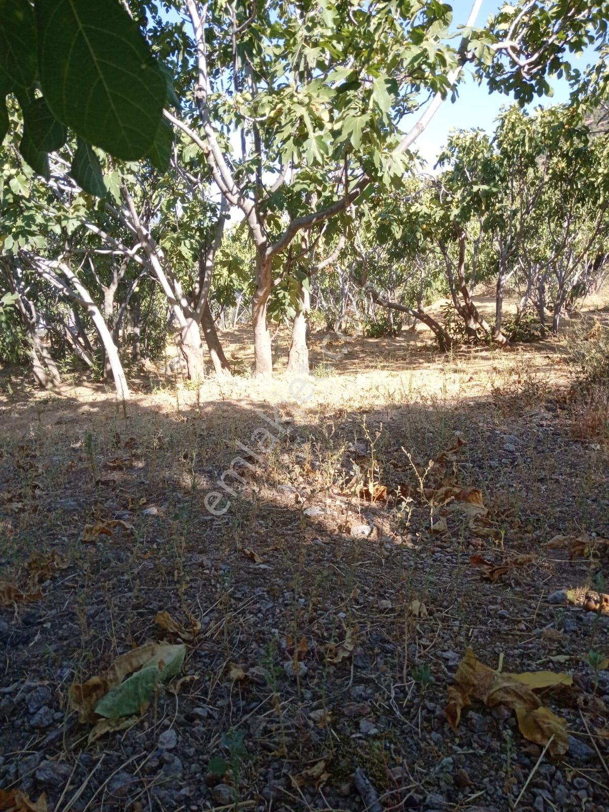 Nazilli Bekirler Köyünde Satılık İncir Bahçesi - Görsel 2