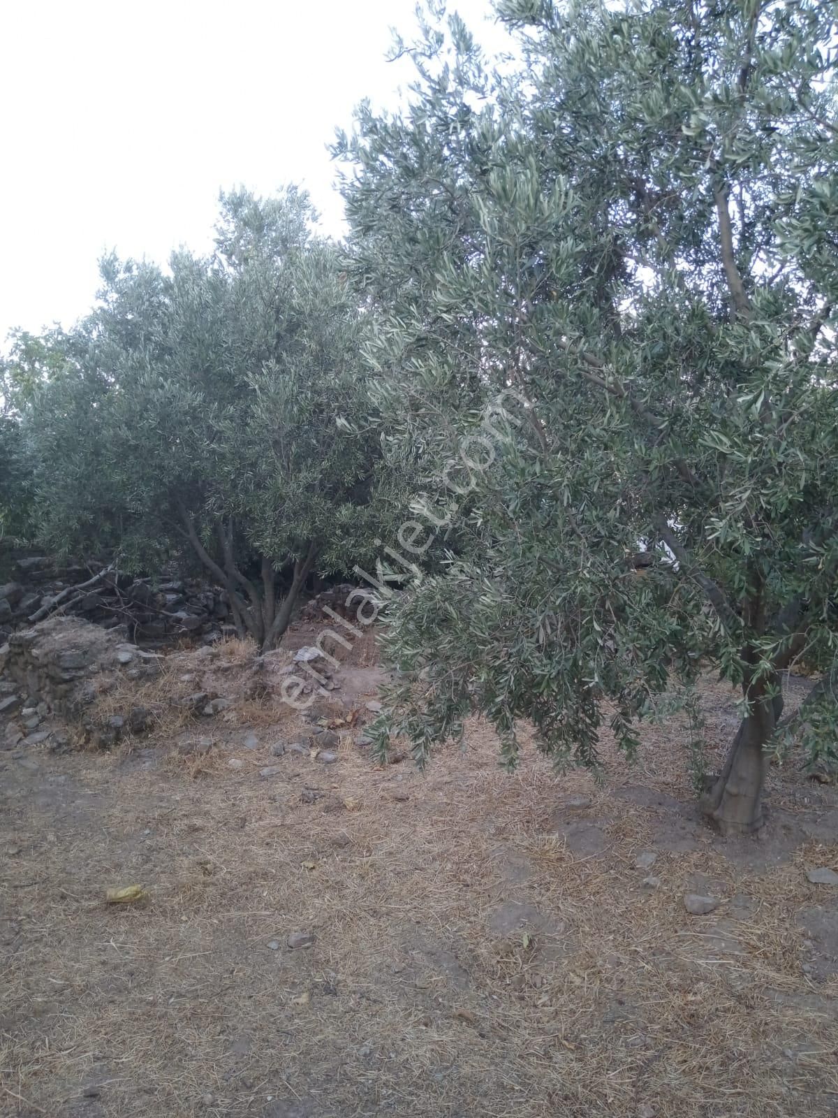 Nazilli Bekirler Köyünde Satılık İncir Bahçesi - Görsel 8