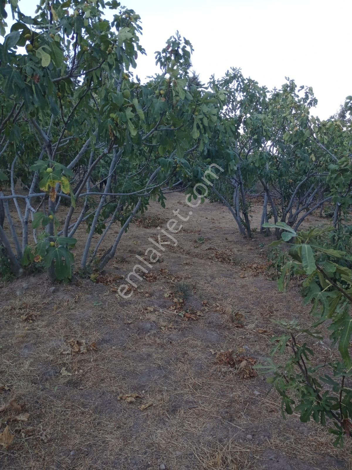 Nazilli Bekirler Köyünde Satılık İncir Bahçesi - Görsel 7