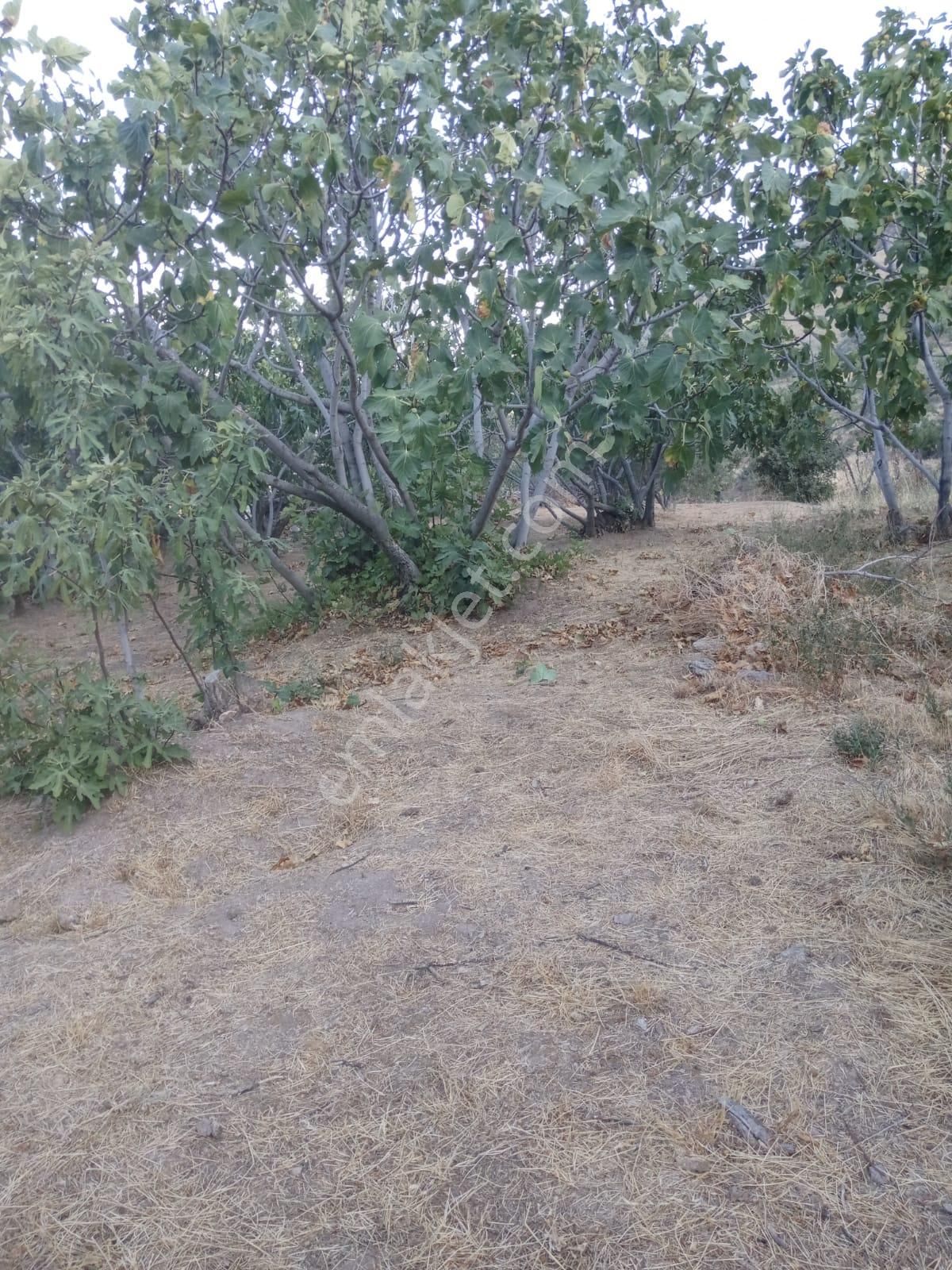 Nazilli Bekirler Köyünde Satılık İncir Bahçesi - Görsel 5