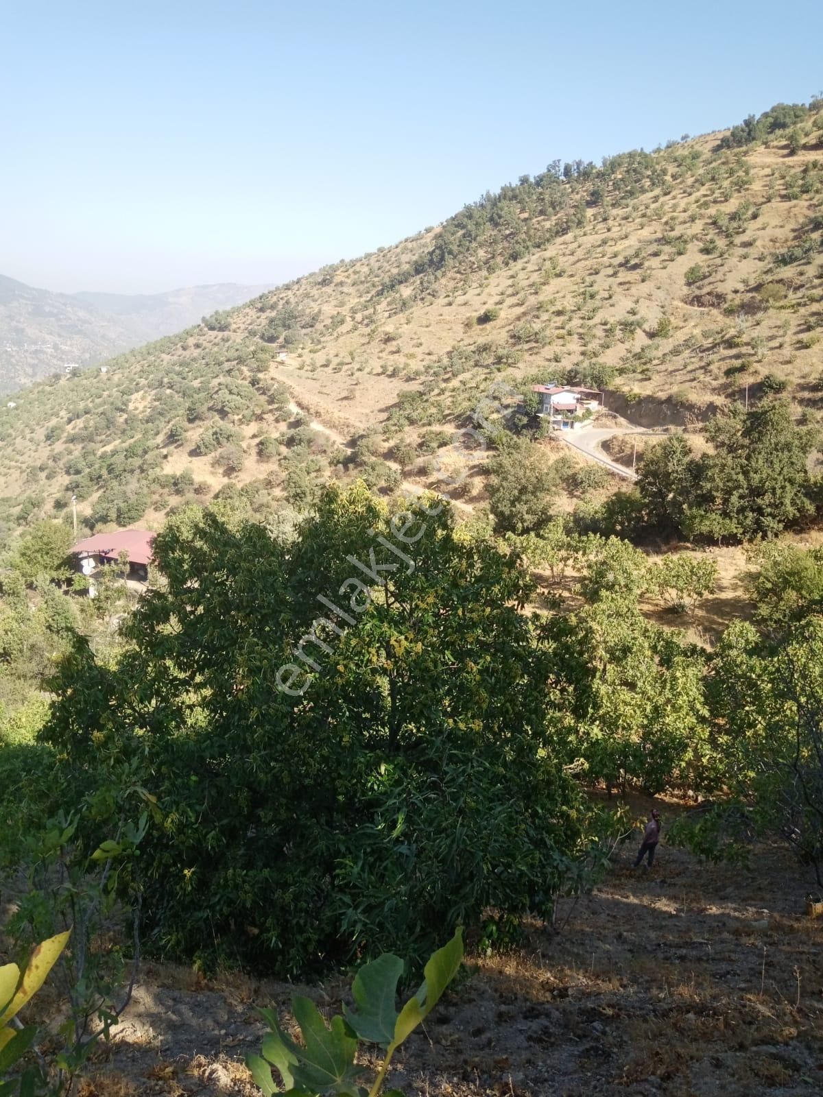 Nazilli Bekirler Köyünde Satılık İncir Bahçesi - Görsel 16