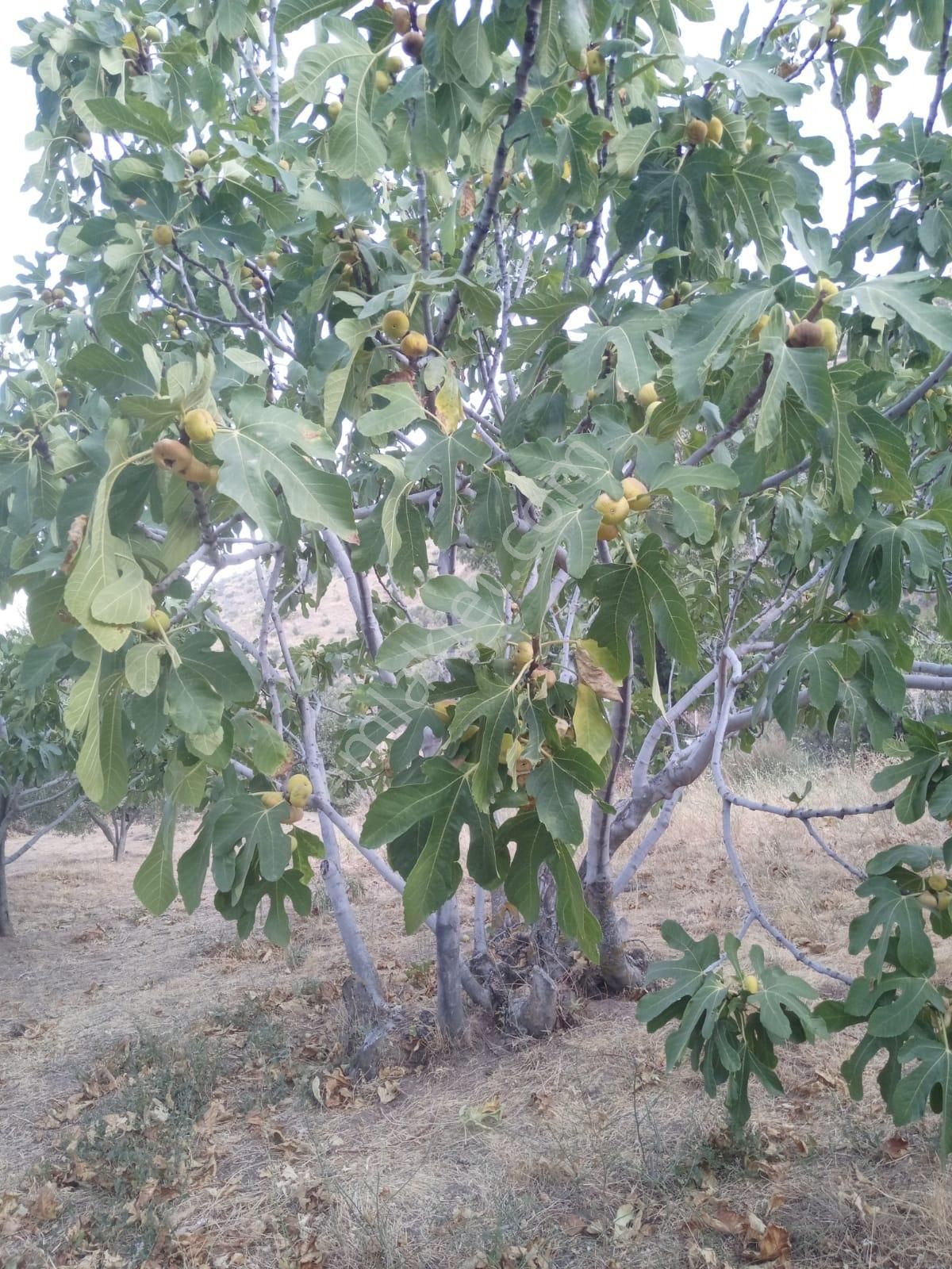 Nazilli Bekirler Köyünde Satılık İncir Bahçesi - Görsel 3