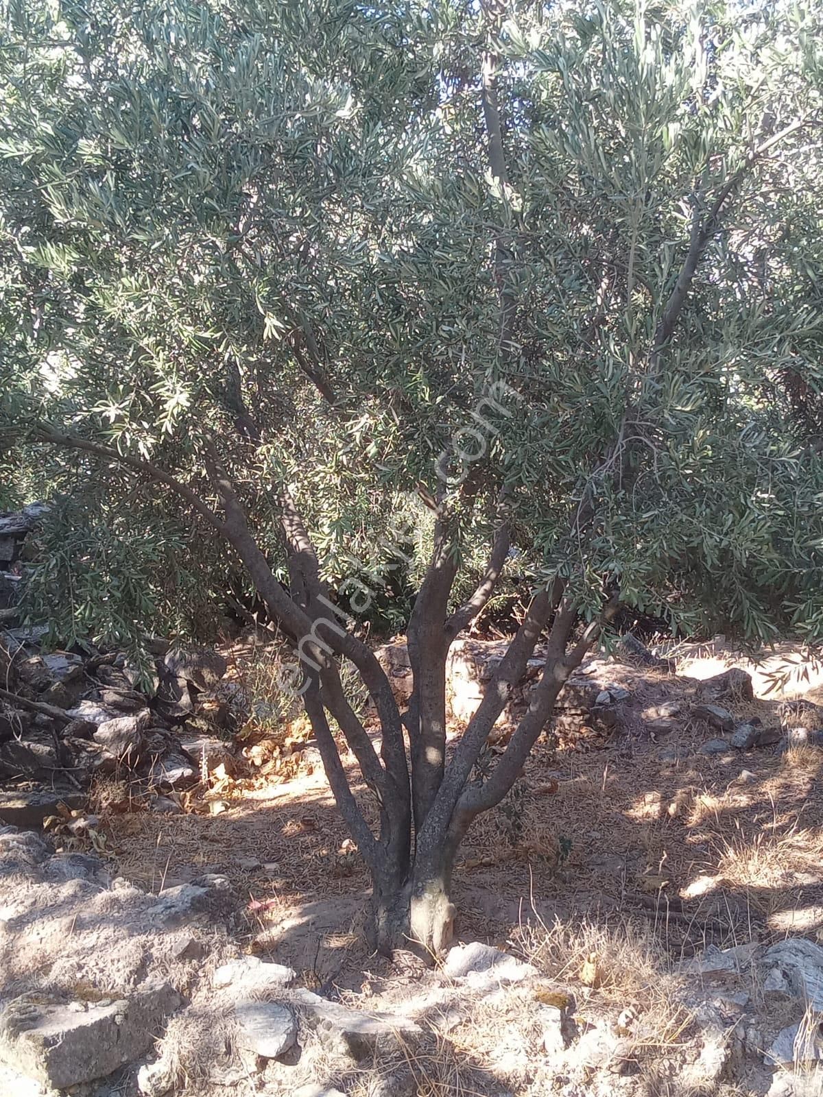 Nazilli Bekirler Köyünde Satılık İncir Bahçesi - Görsel 13