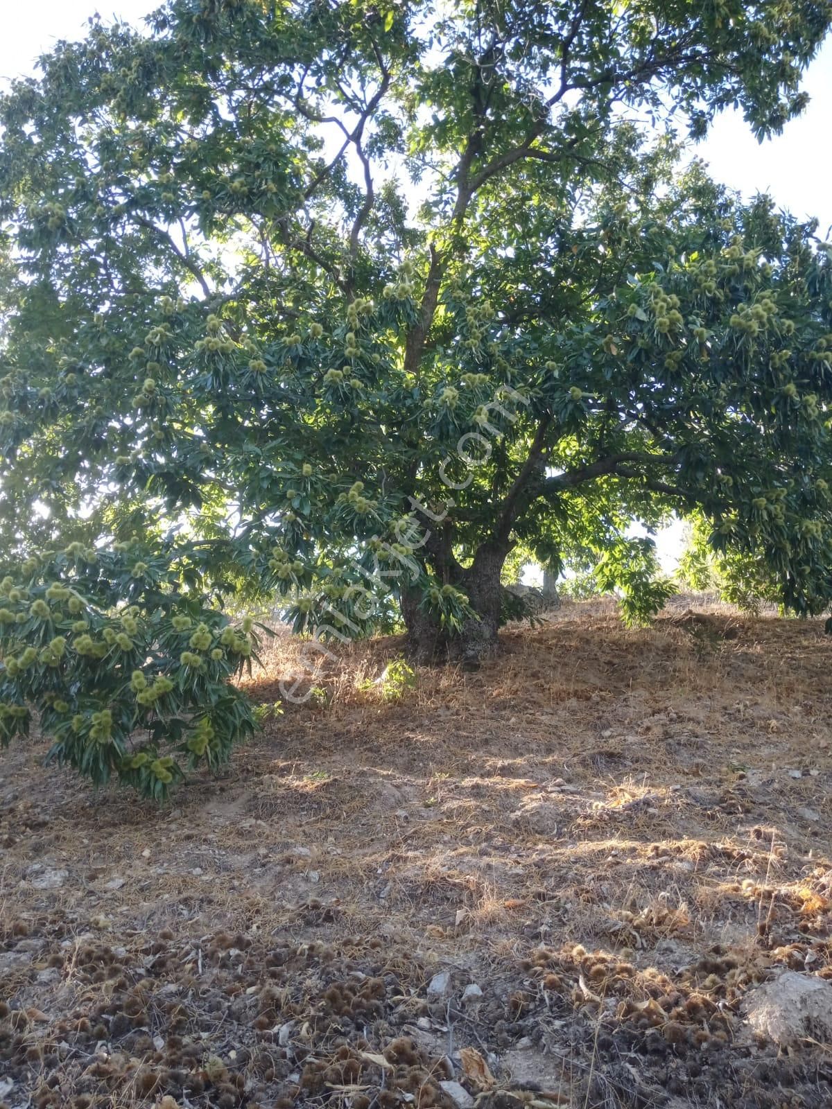 Nazilli Bekirler Köyünde Satılık İncir Bahçesi - Görsel 6