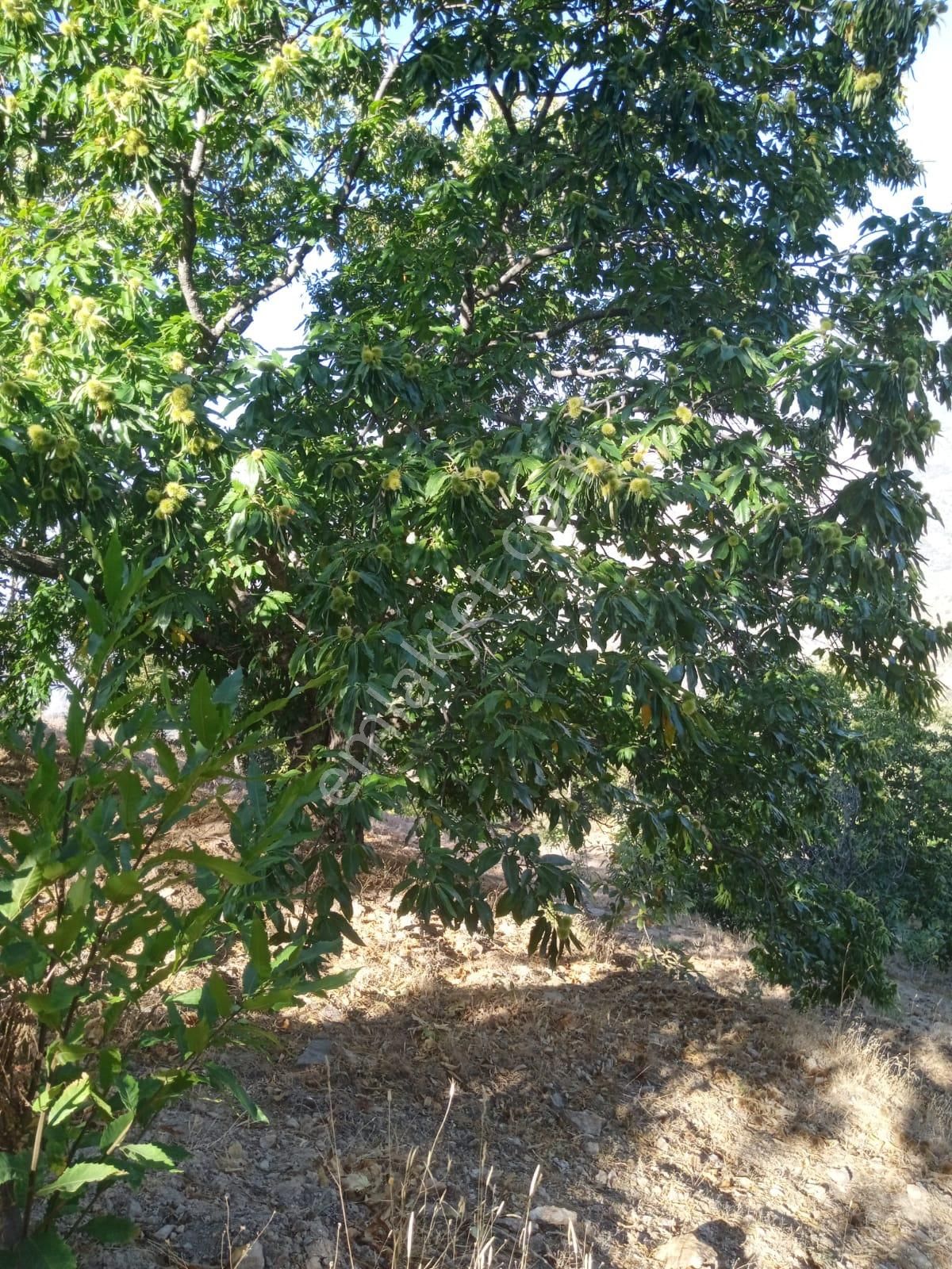 Nazilli Bekirler Köyünde Satılık İncir Bahçesi - Görsel 17