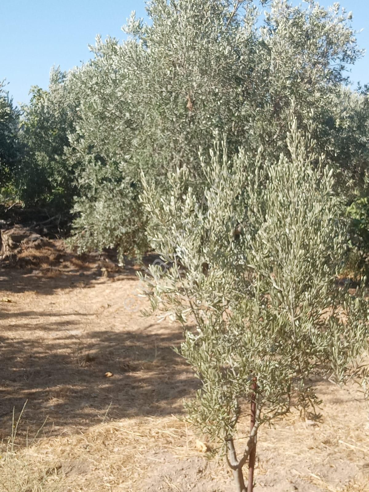 Nazilli Bekirler Köyünde Satılık İncir Bahçesi - Görsel 4