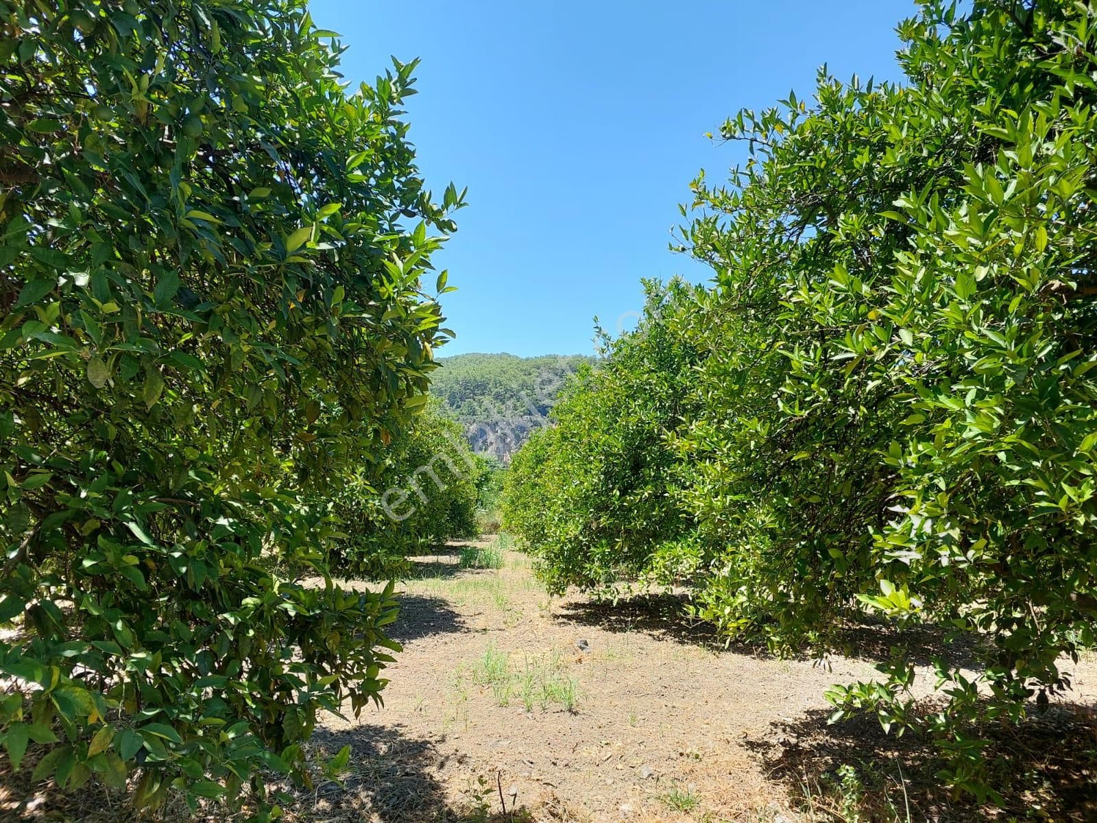 Muğla, Ortaca, Okçular Da, 1015 M2, Müstakil Tapulu Arsa Satılık. - Görsel 5