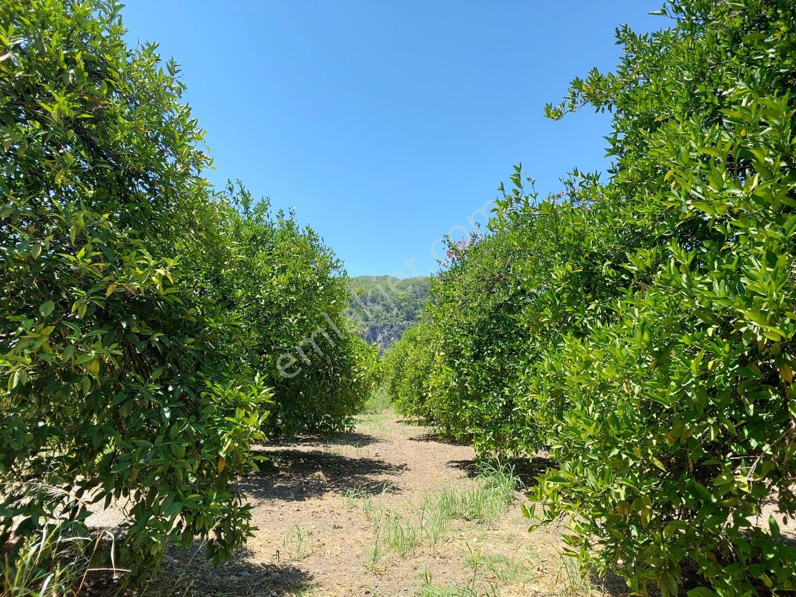 Muğla, Ortaca, Okçular Da, 1015 M2, Müstakil Tapulu Arsa Satılık. - Görsel 2