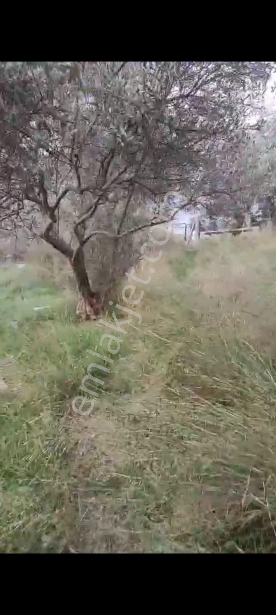 İzmir Torbalı Ayrancılar Merkezde Satılık Arsa Konut İmarlı 387 M2. - Görsel 4