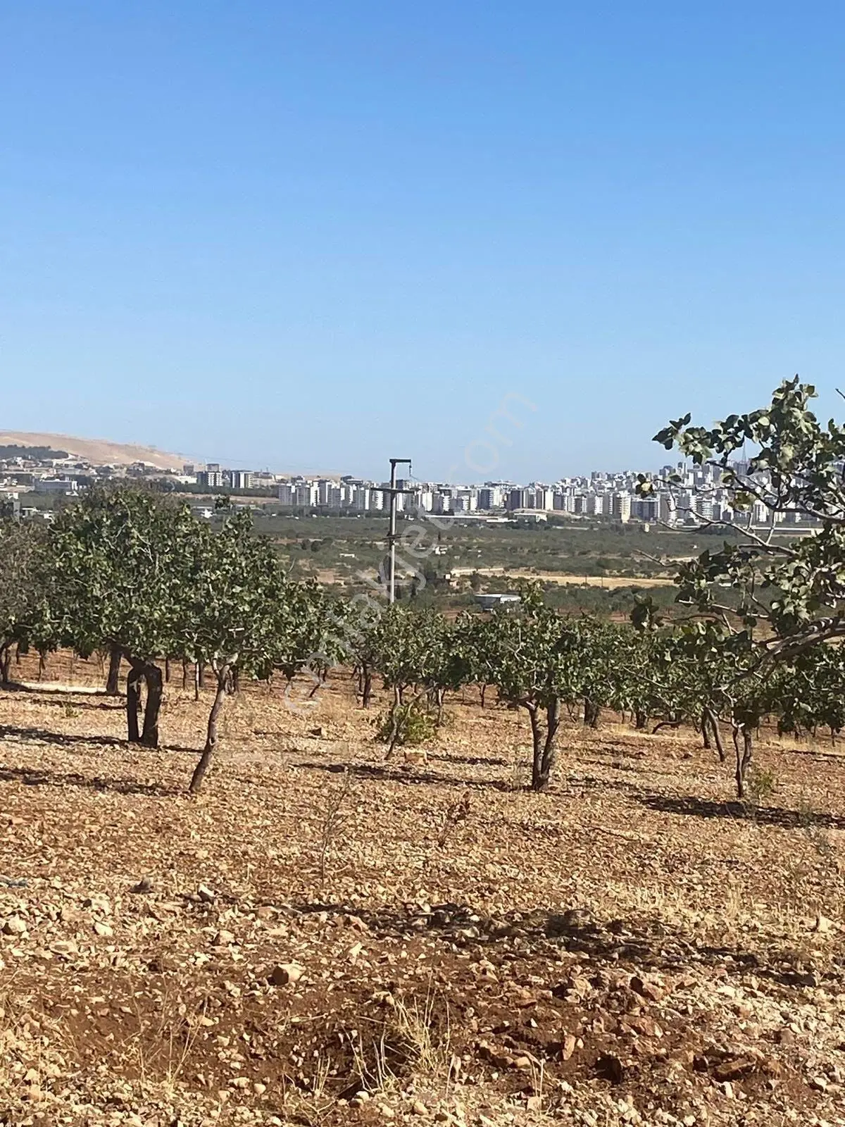 Kızlarda Satılık Fıstık Bahçesi