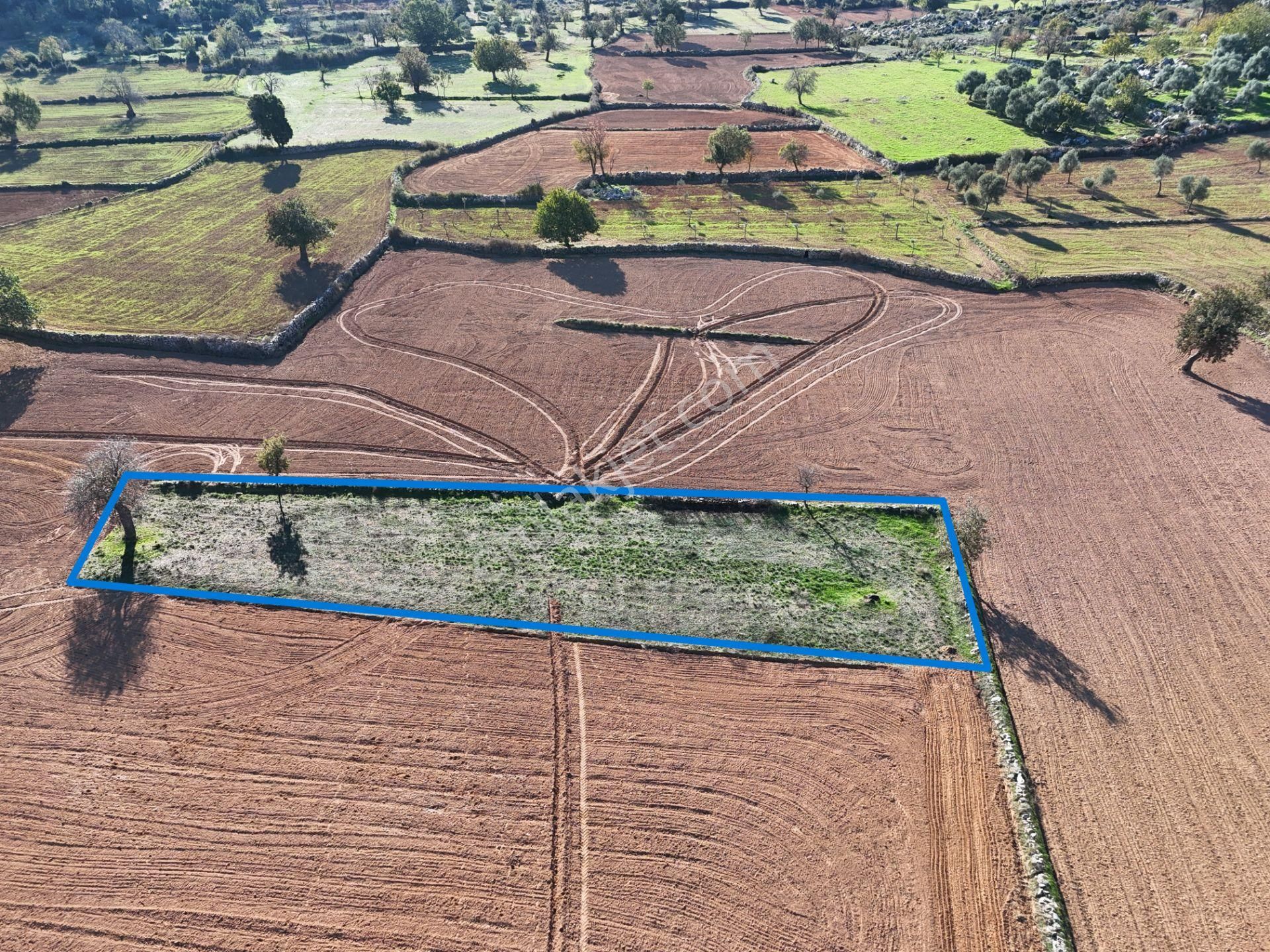 Yayla Mahallesi Fesleğen’de 902 M² Tarla – Gelişime Açık - Görsel 5