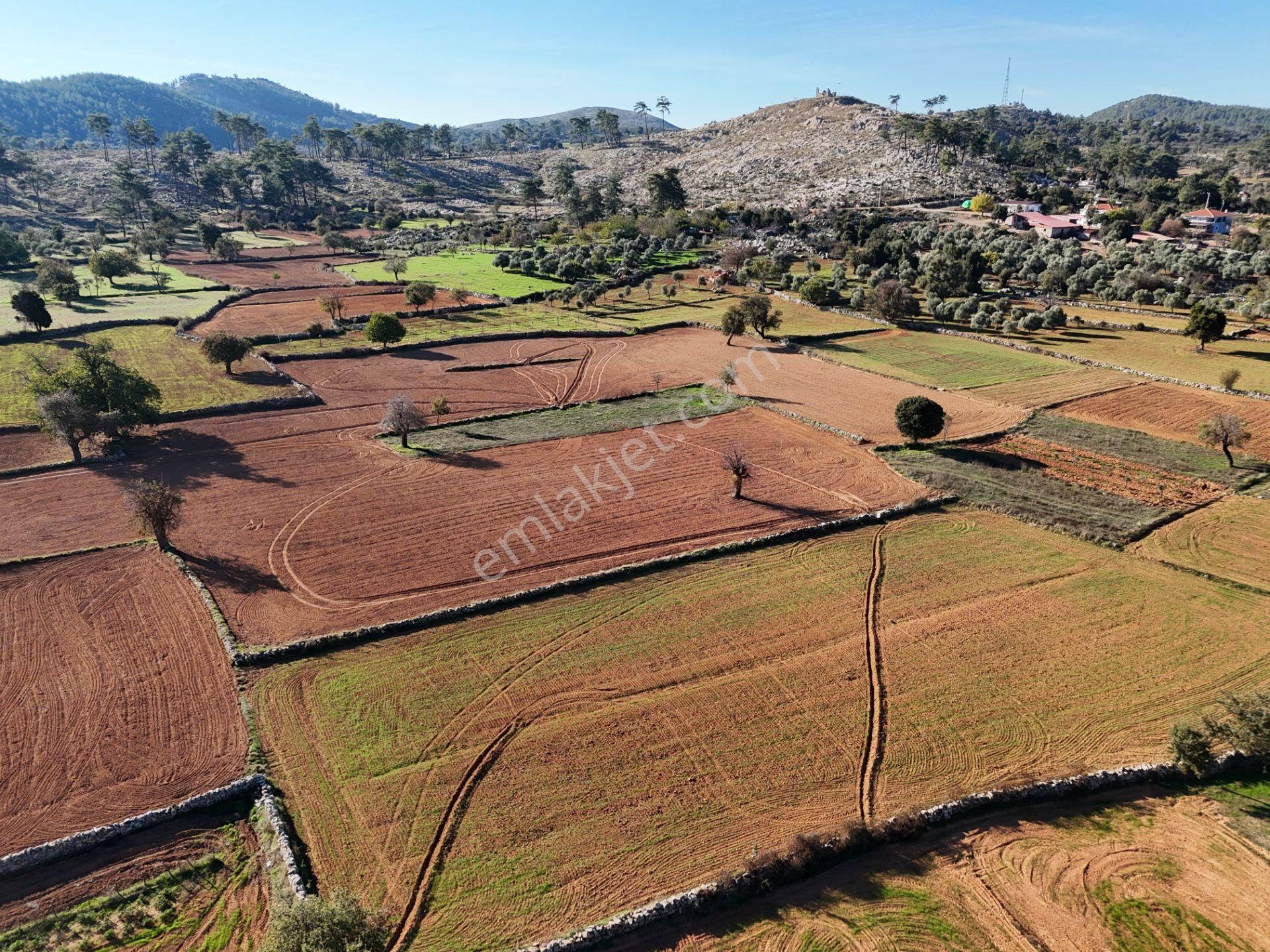 Yayla Mahallesi Fesleğen’de 902 M² Tarla – Gelişime Açık - Görsel 2