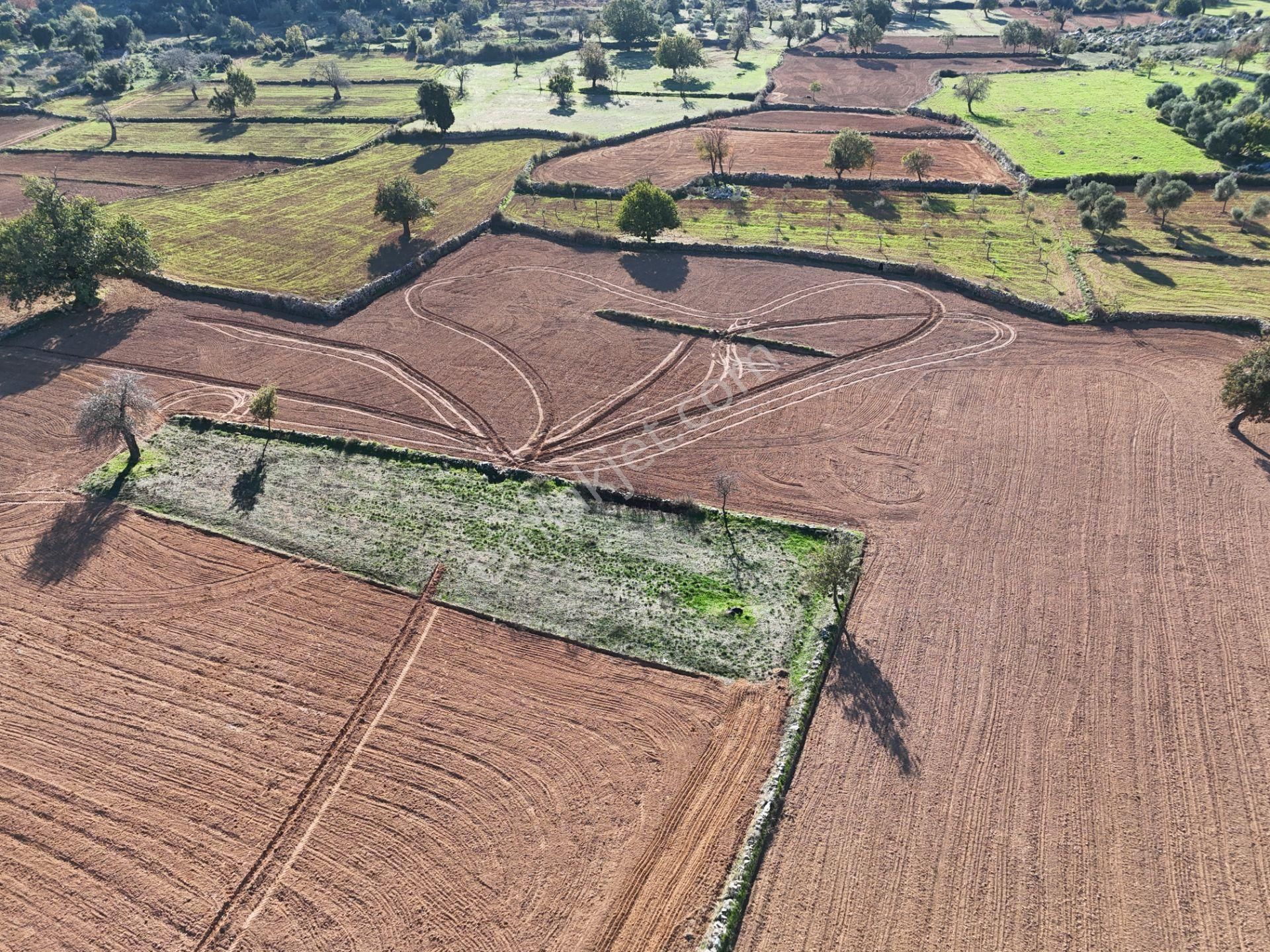 Yayla Mahallesi Fesleğen’de 902 M² Tarla – Gelişime Açık - Görsel 6