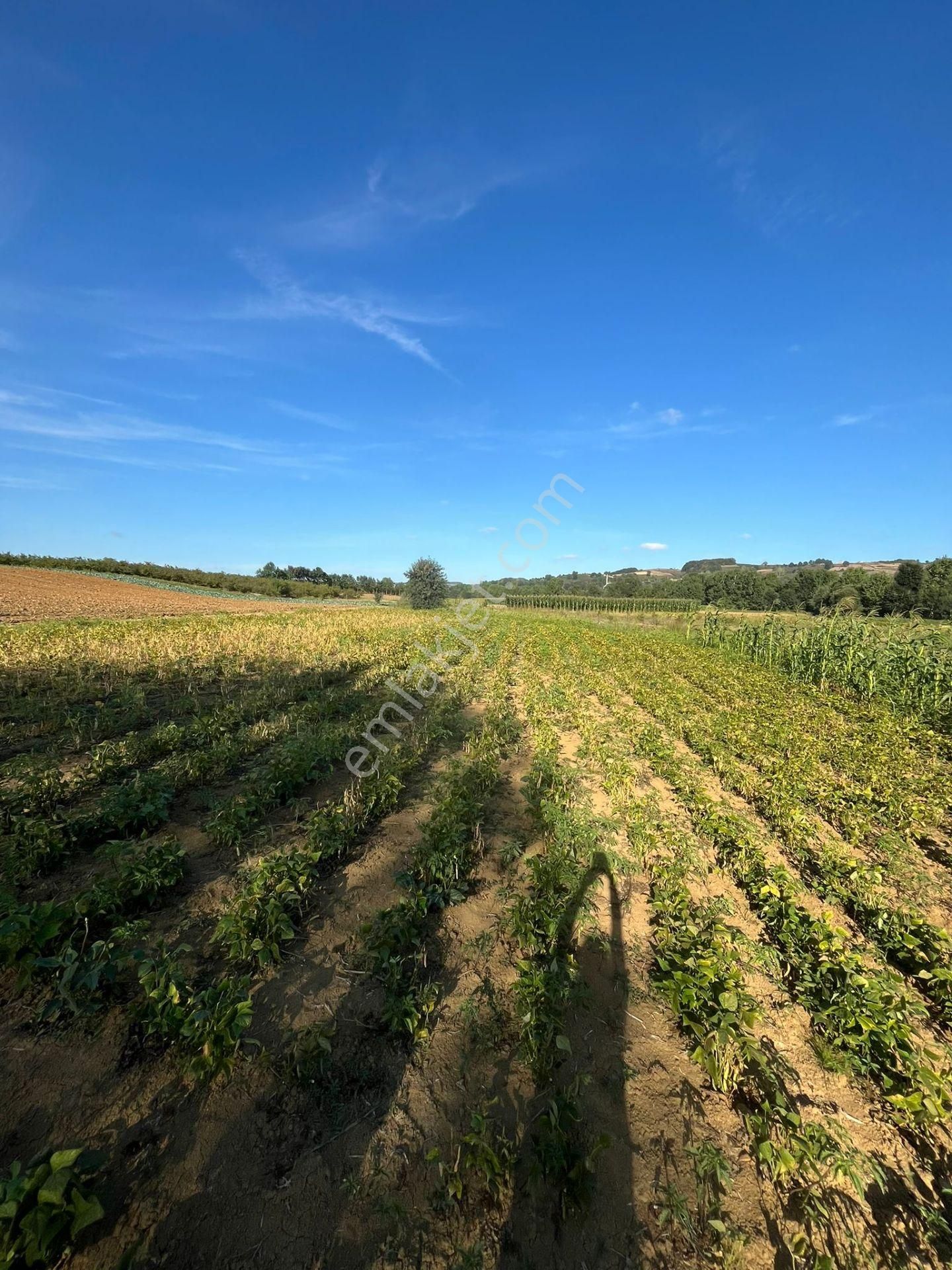 Yılmaz Emlaktan Mükemmel Yatırımlık Tarla - Görsel 5