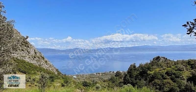 İznik Göllücede Yollu Tarla,zeytinlik