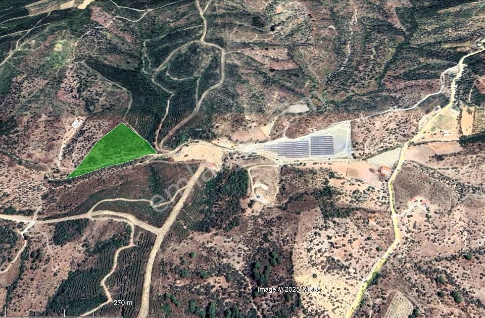 Seferihisar Beyler Köyünde Ormana Komşu Verimli Zeytinlik - Görsel 4