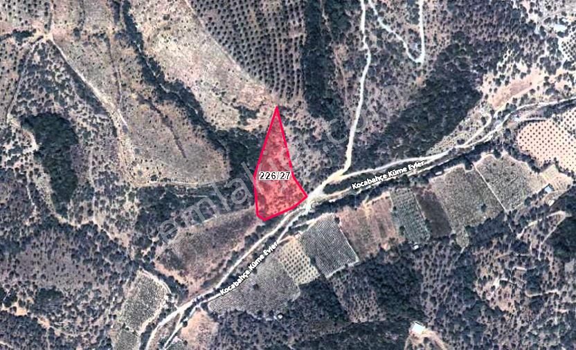 Seferihisar Beyler Köyünde Kadastral Yola Cepheli Zeytinlik - Görsel 2
