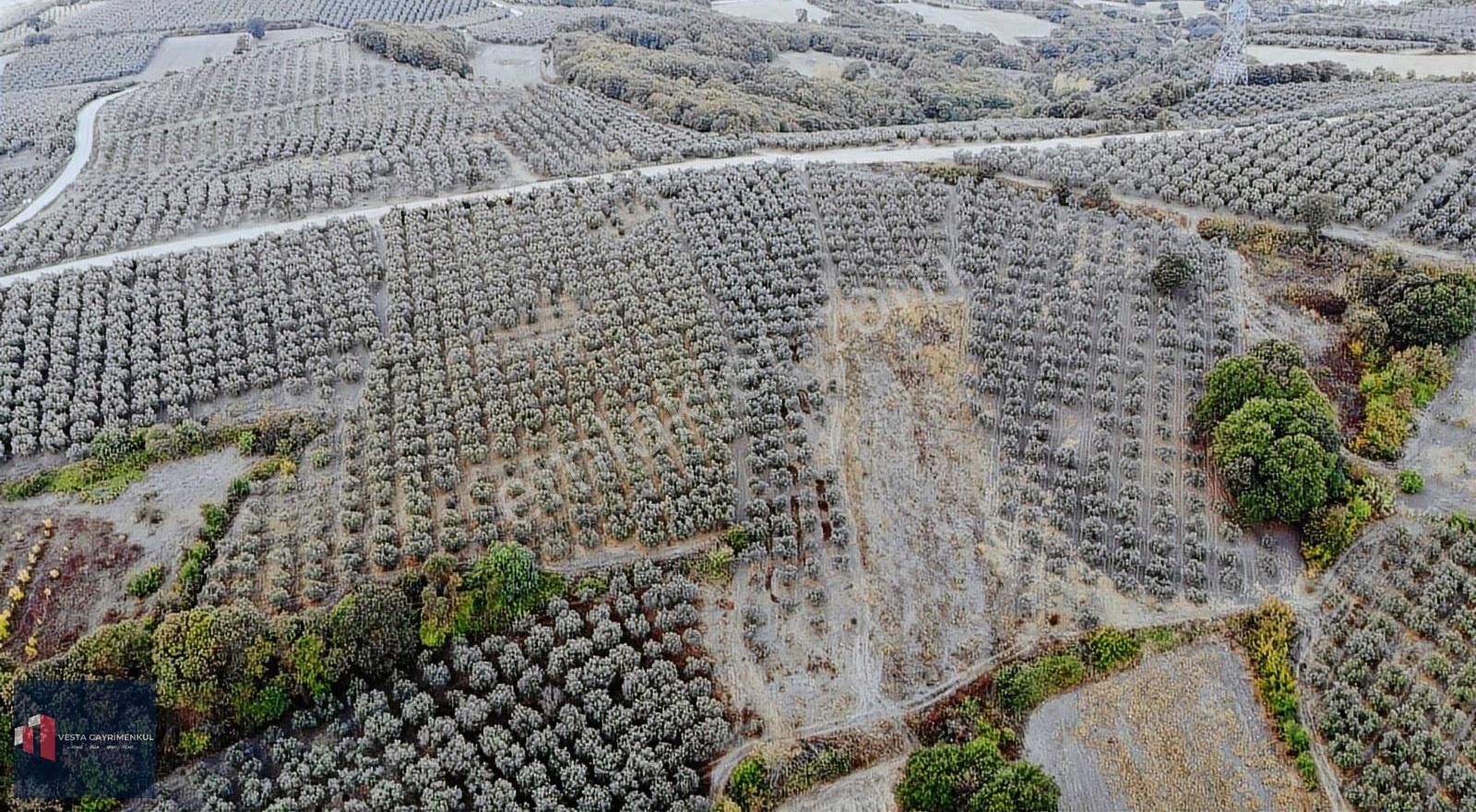 Mudanya Hançerli'de Satılık 6.850 M2 Yola Cephe Tarla - Görsel 9
