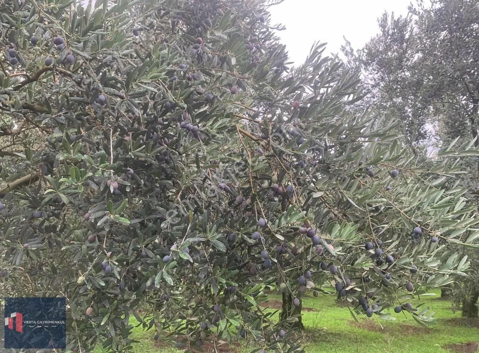 Mudanya Hançerli'de Satılık 6.850 M2 Yola Cephe Tarla - Görsel 8