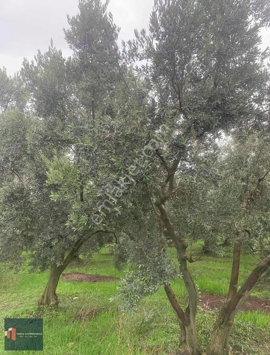 Mudanya Hançerli'de Satılık 6.850 M2 Yola Cephe Tarla - Görsel 7