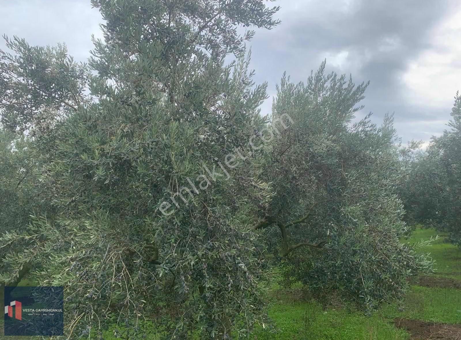 Mudanya Hançerli'de Satılık 6.850 M2 Yola Cephe Tarla - Görsel 4