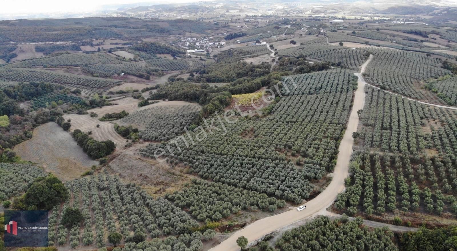 Mudanya Hançerli'de Satılık 6.850 M2 Yola Cephe Tarla - Görsel 3