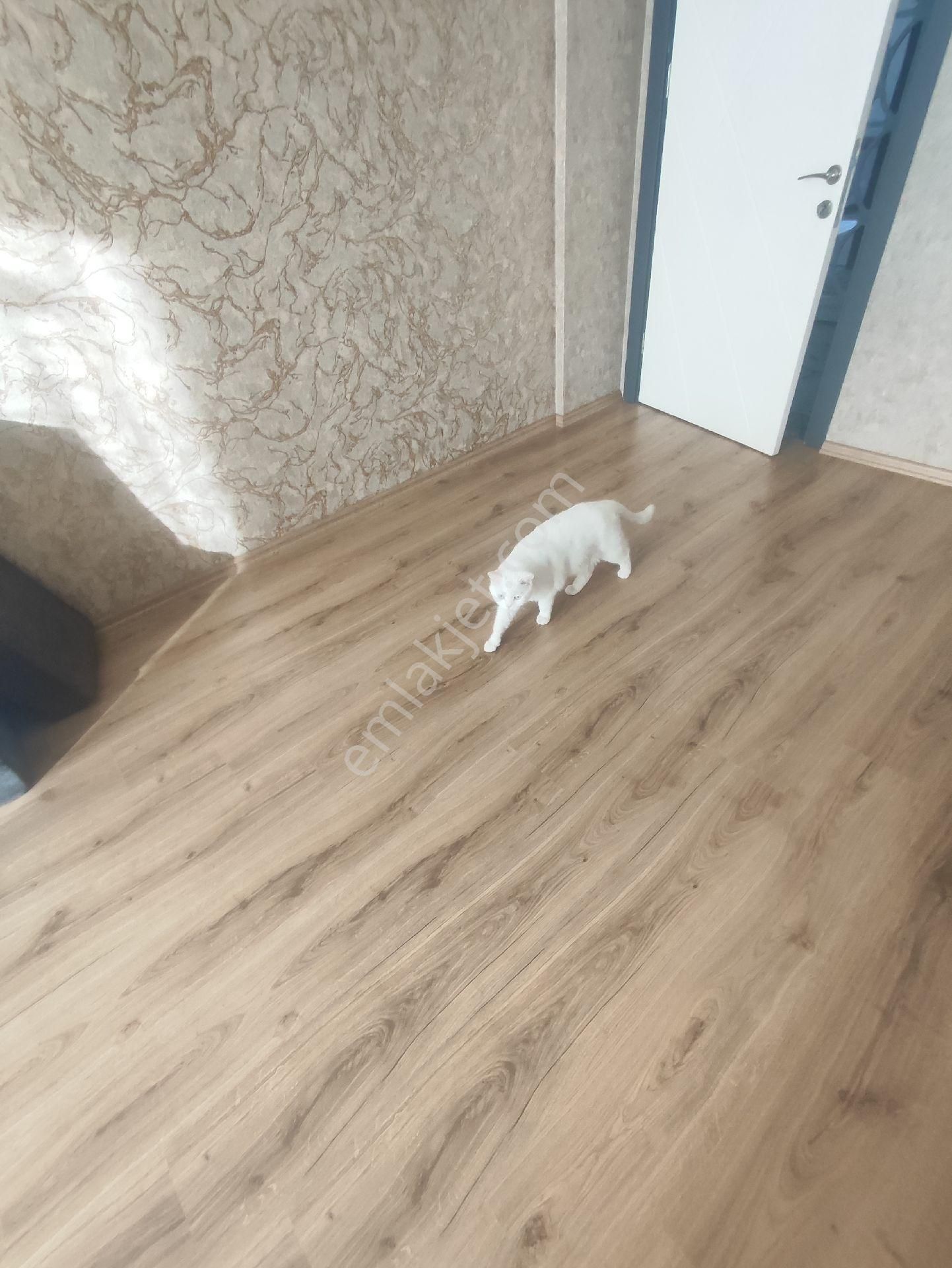 Tema Emlaktan Satılık - Görsel 4