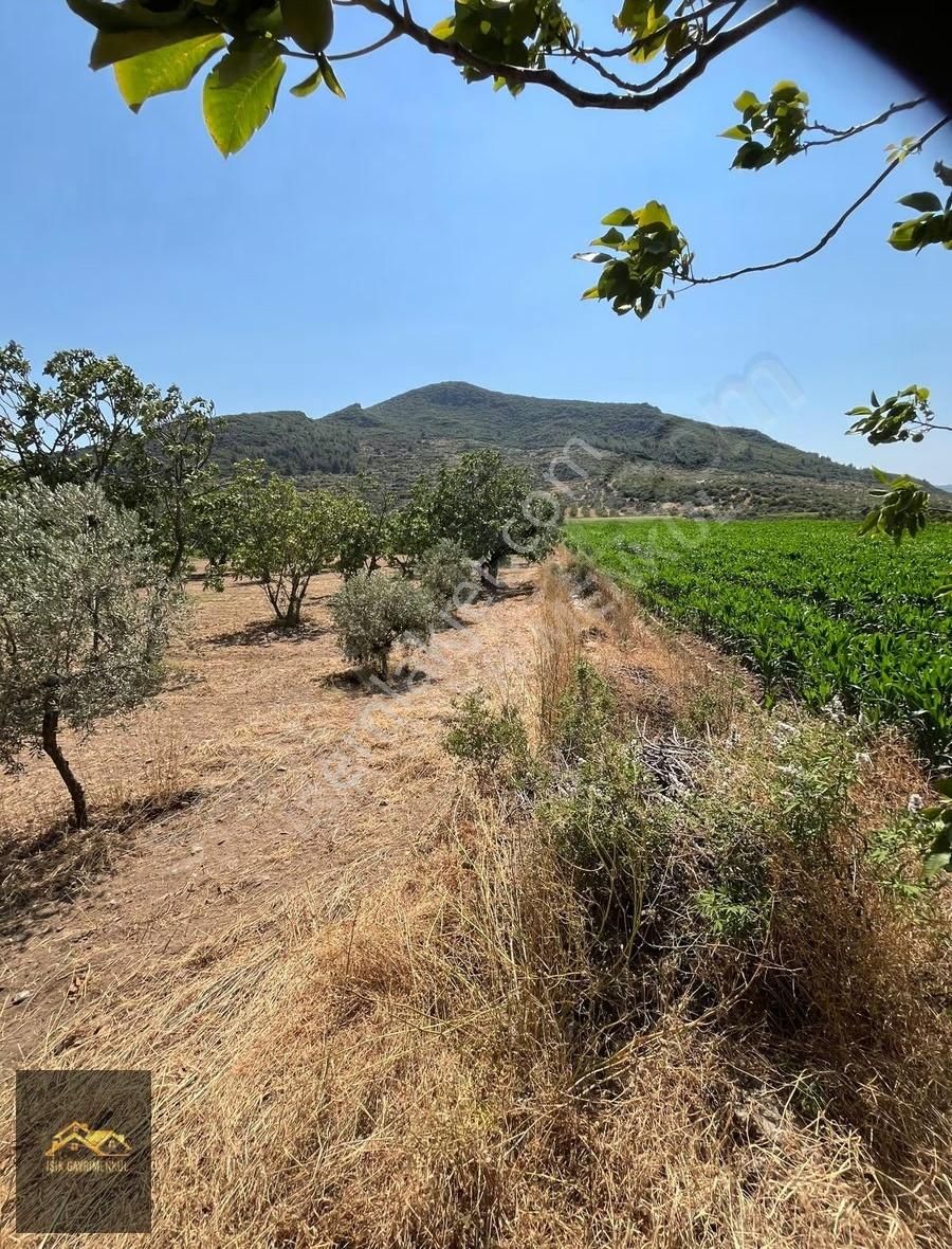 Selçuk Yoluna Yakın Akçaşehir'de 5524m2 İncir Ve Zeytin Bahçesi - Görsel 9