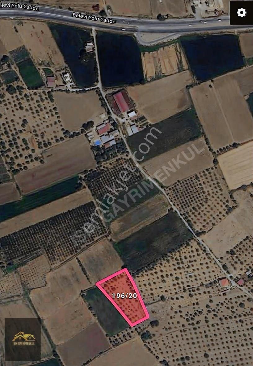 Selçuk Yoluna Yakın Akçaşehir'de 5524m2 İncir Ve Zeytin Bahçesi