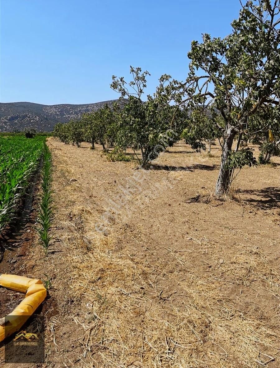 Selçuk Yoluna Yakın Akçaşehir'de 5524m2 İncir Ve Zeytin Bahçesi - Görsel 3
