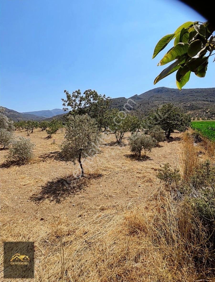 Selçuk Yoluna Yakın Akçaşehir'de 5524m2 İncir Ve Zeytin Bahçesi - Görsel 4