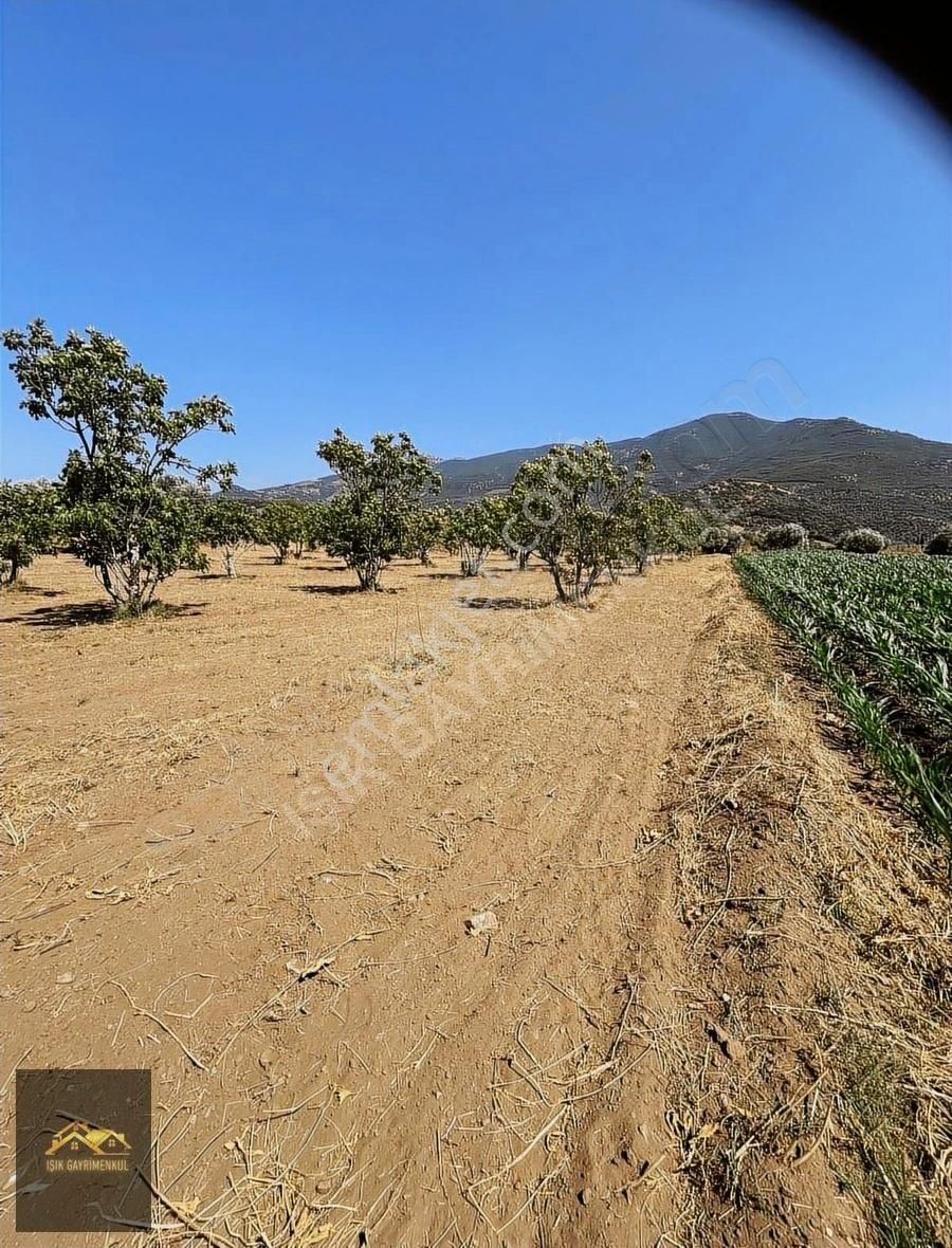 Selçuk Yoluna Yakın Akçaşehir'de 5524m2 İncir Ve Zeytin Bahçesi - Görsel 5