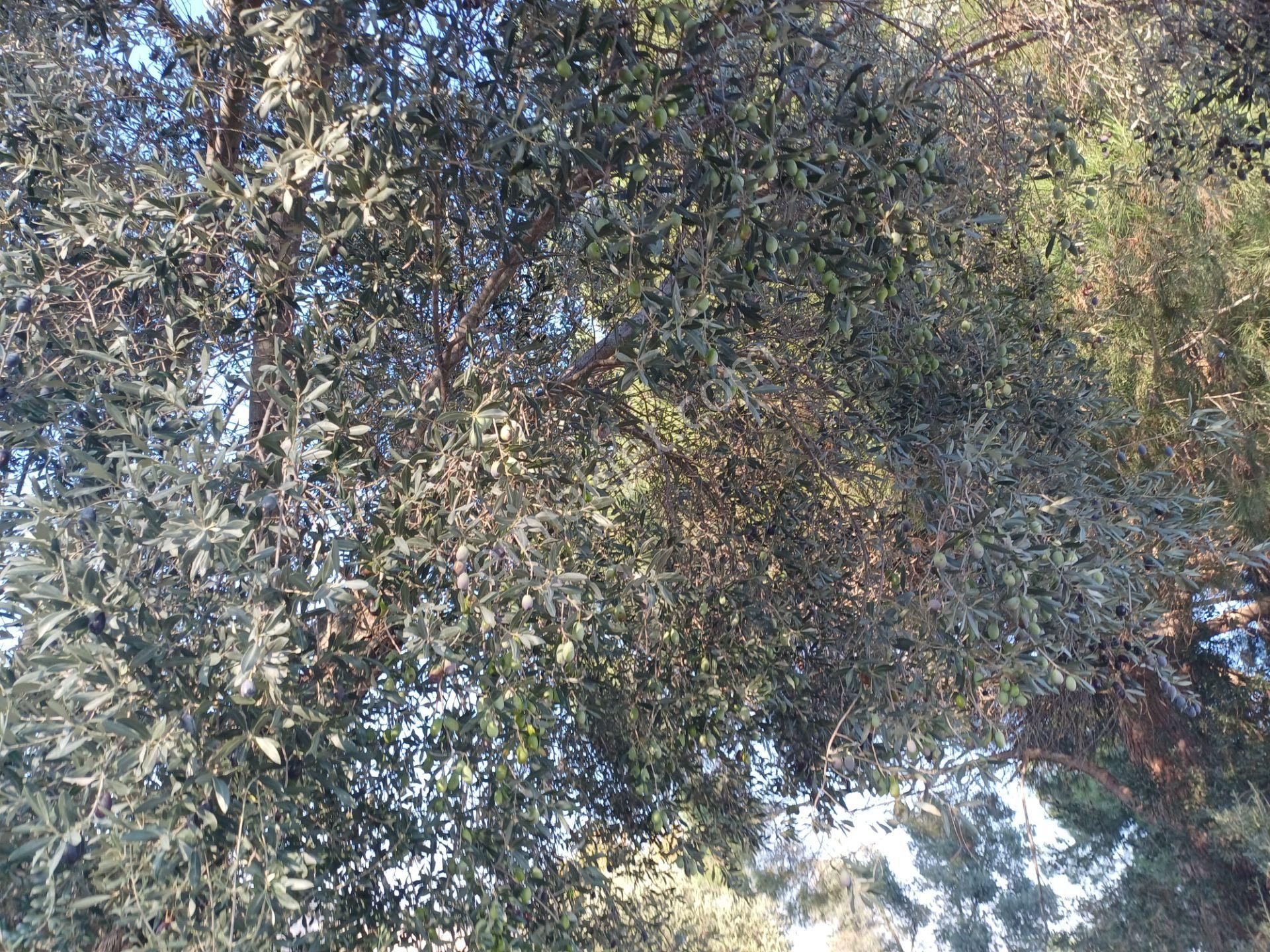 İzmir Menderes Künerde Tapudan Satışlı 536 M2 Elektrik Su Köşe Arsa - Görsel 34