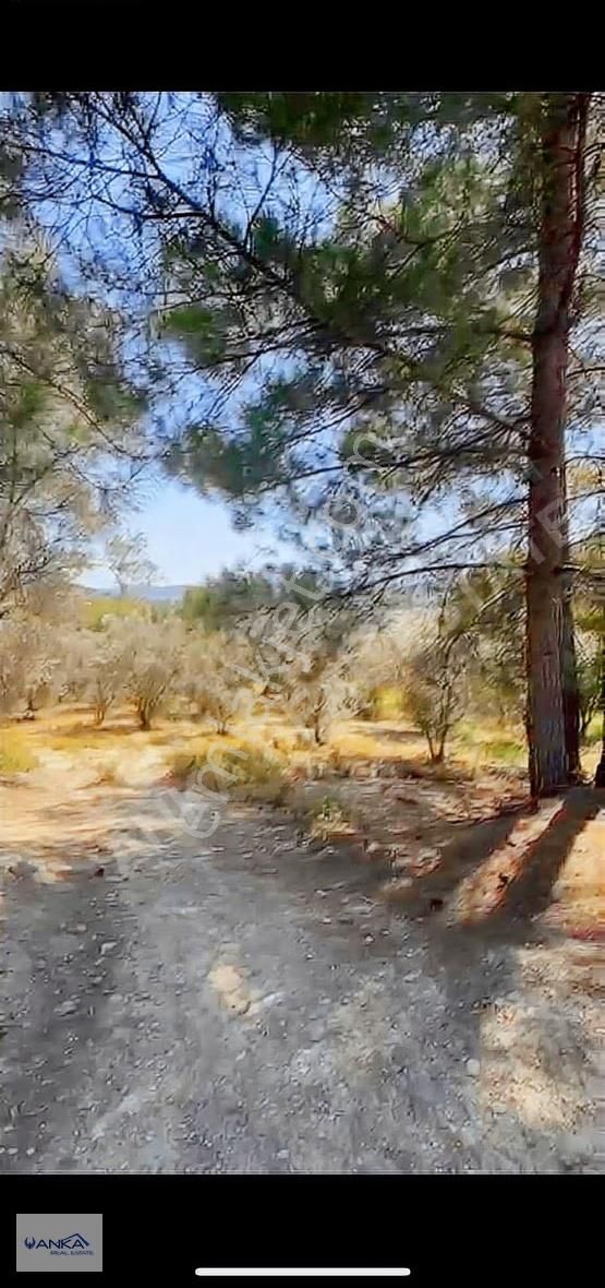 Muğla Seydikemer Seydiler Satılık Müstakil Tapulu Arsa - Görsel 3