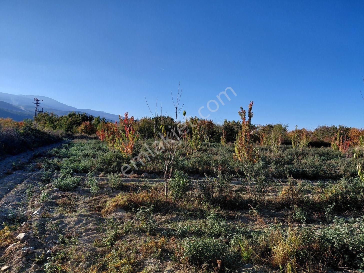 Bizimim Emlaktan Atakent'te 4.937 M² Kiraz Bahçesi - Görsel 3