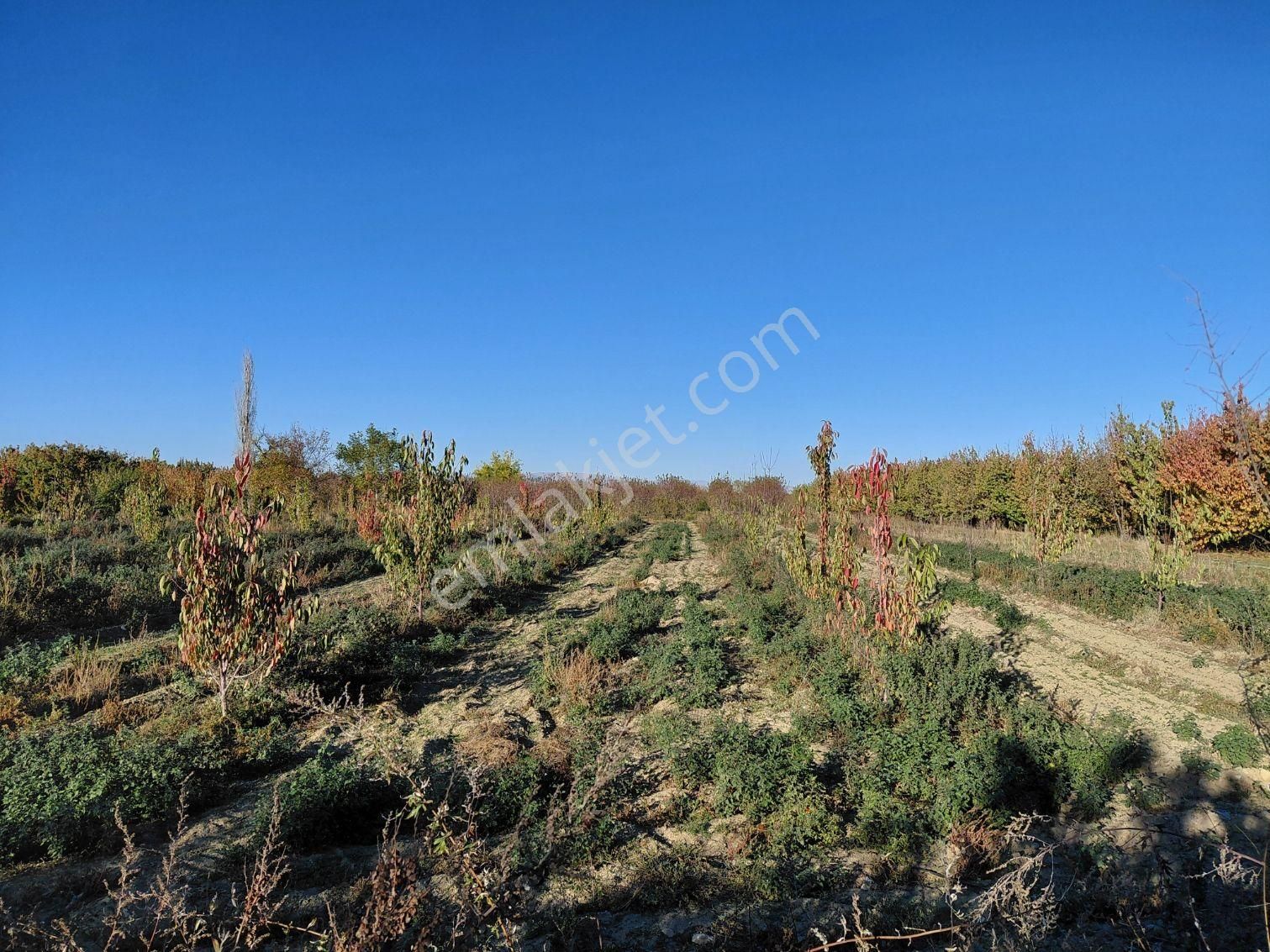 Bizimim Emlaktan Atakent'te 4.937 M² Kiraz Bahçesi - Görsel 10