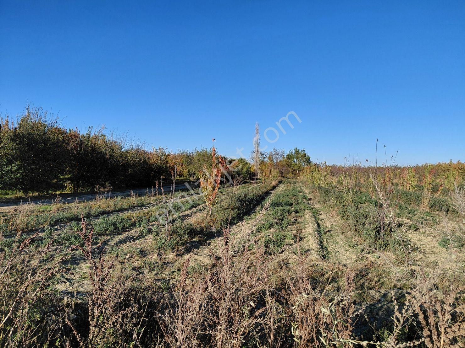 Bizimim Emlaktan Atakent'te 4.937 M² Kiraz Bahçesi - Görsel 12