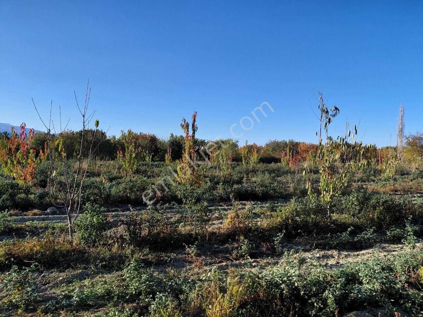 Bizimim Emlaktan Atakent'te 4.937 M² Kiraz Bahçesi - Görsel 4