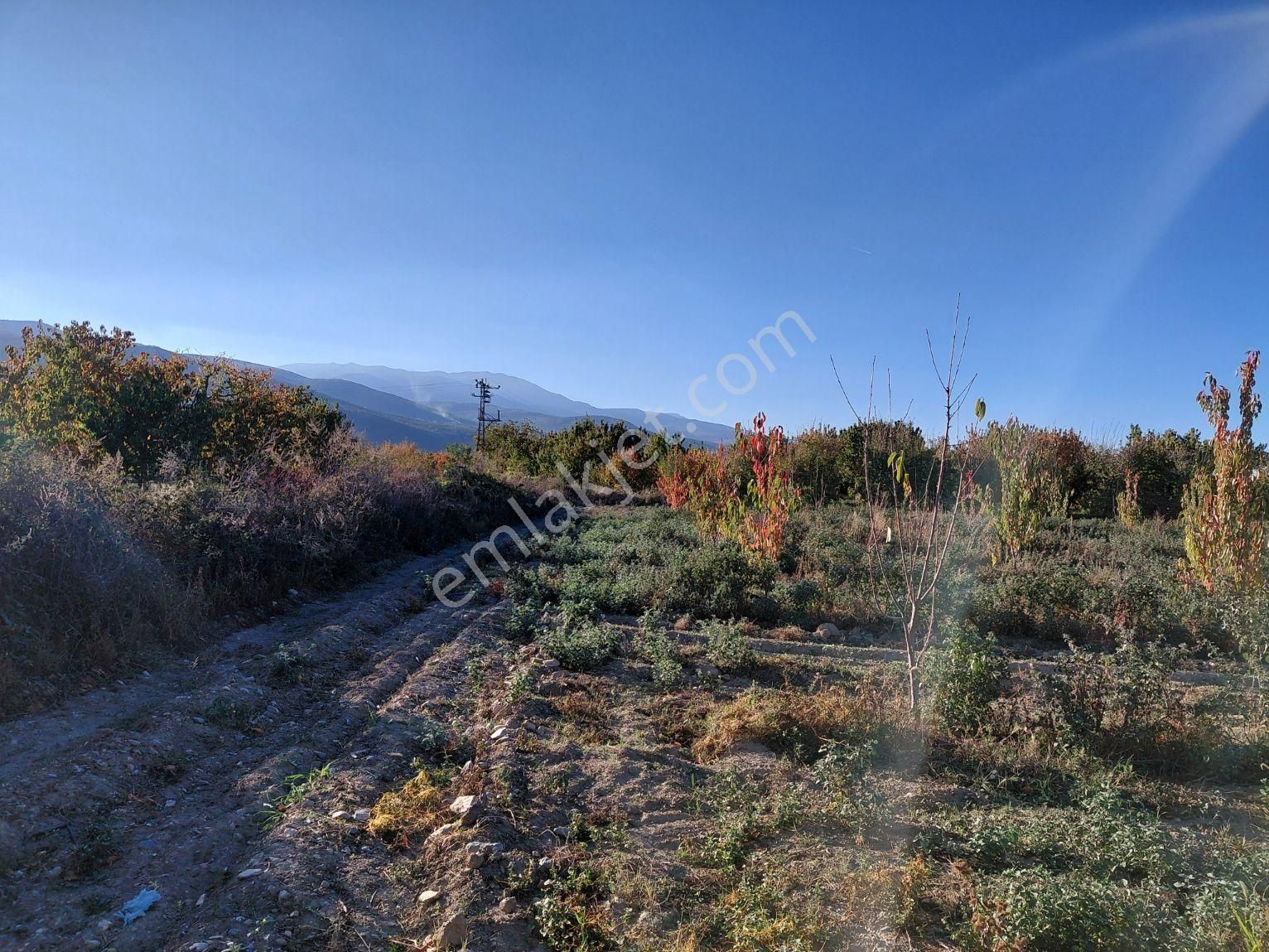 Bizimim Emlaktan Atakent'te 4.937 M² Kiraz Bahçesi - Görsel 2