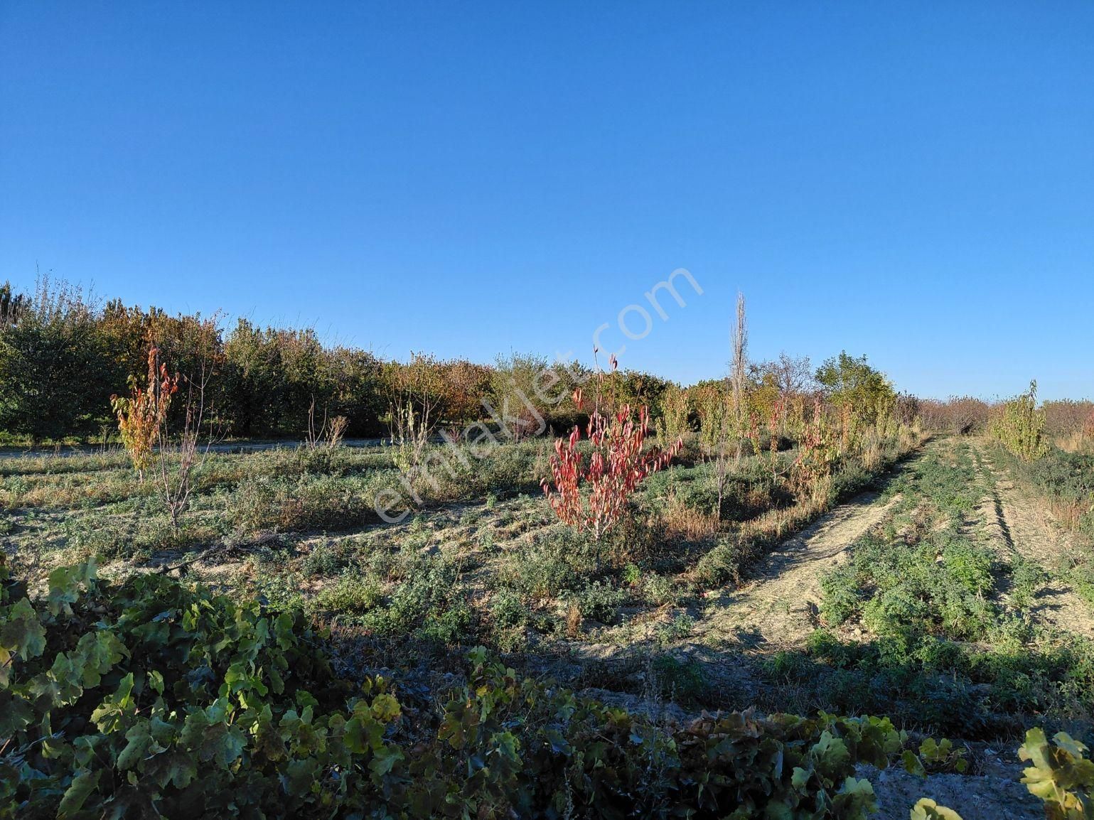 Bizimim Emlaktan Atakent'te 4.937 M² Kiraz Bahçesi - Görsel 11