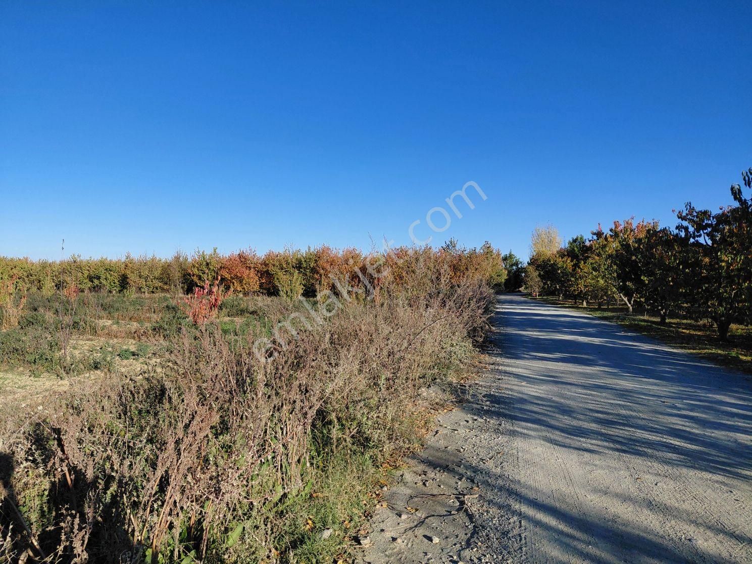 Bizimim Emlaktan Atakent'te 4.937 M² Kiraz Bahçesi - Görsel 15