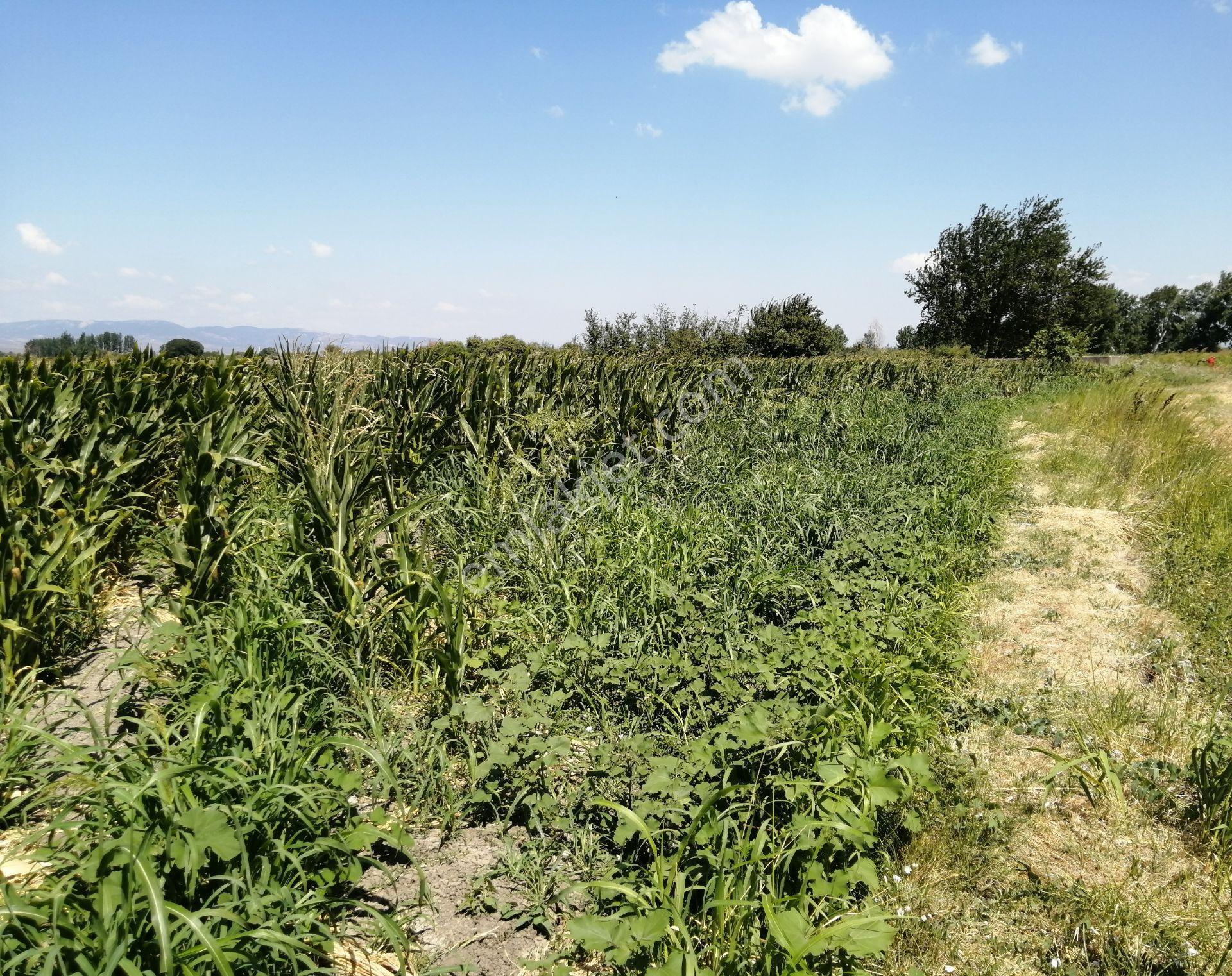 Bergama 'da Yatırımlık Tarıma Elverişli Satılık 14379m2 Tarla - Görsel 3