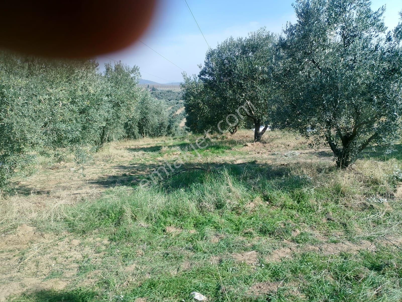 Manisa Salihli Gökçeköy Sat Zeytinlik - Görsel 2