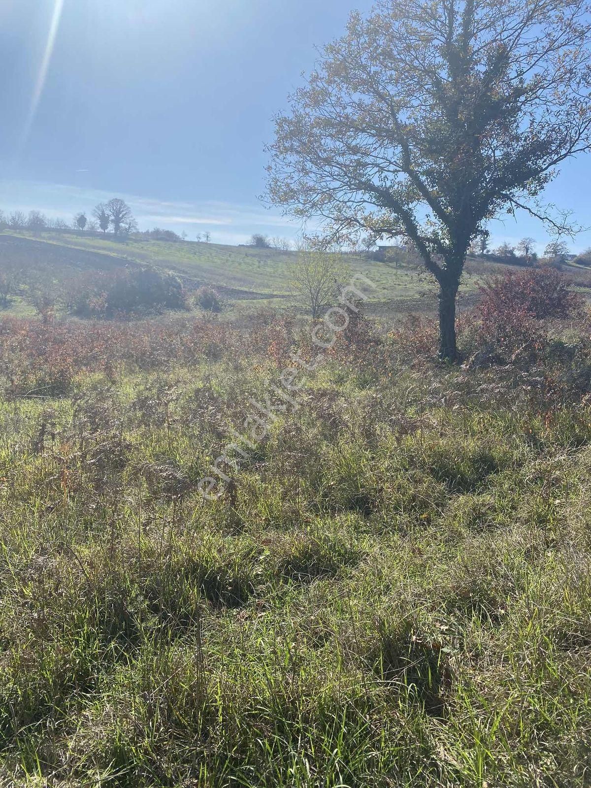 Kandıra Ağaçağıl Da Asfalta Yakın Kupon Arazi - Görsel 6