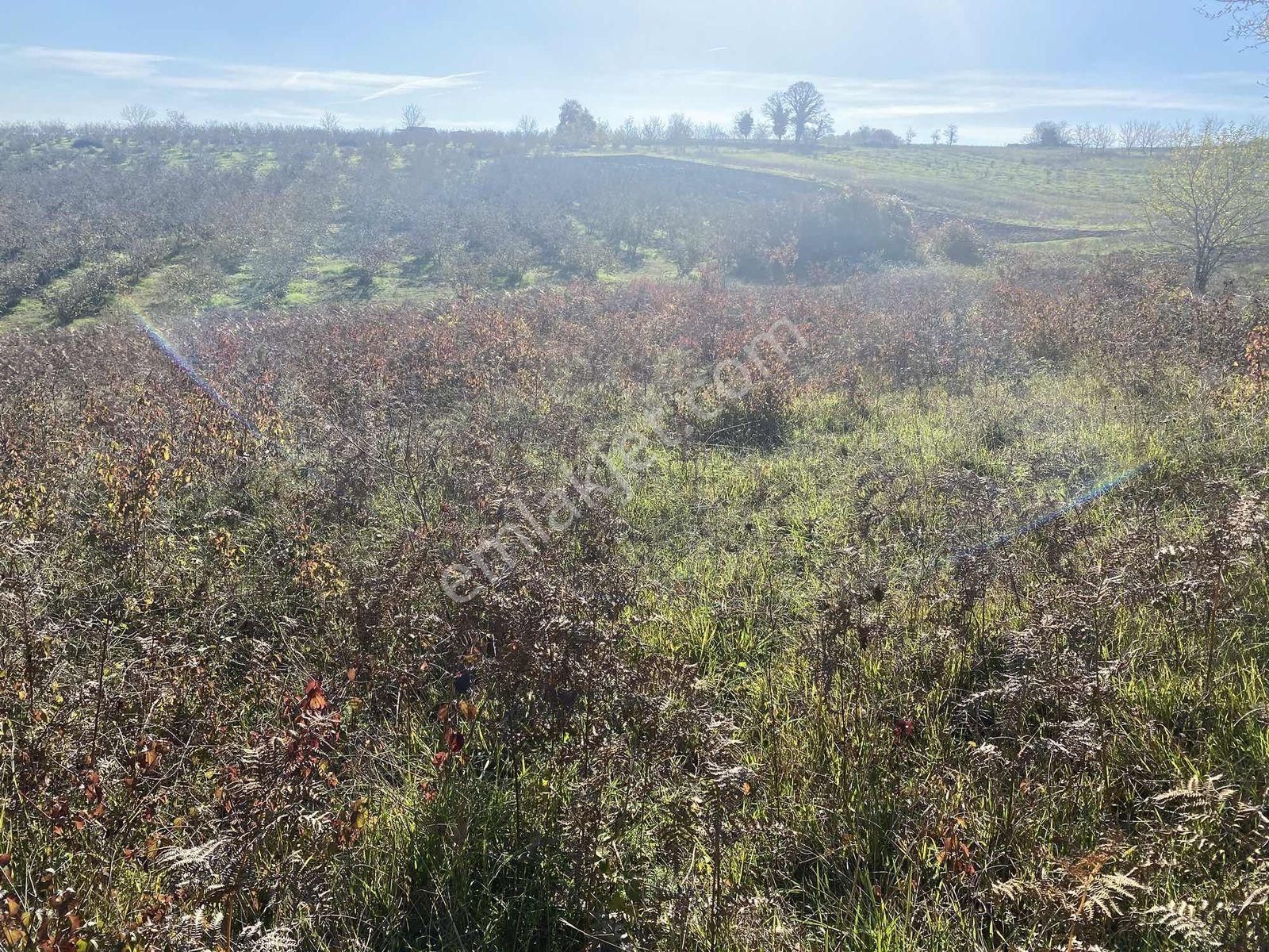 Kandıra Ağaçağıl Da Asfalta Yakın Kupon Arazi - Görsel 9